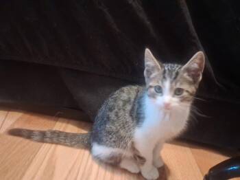 Jack -  Domestic Short Hair Cat for Adoption in Walnutport, Pennsylvania - Jack | PetCurious