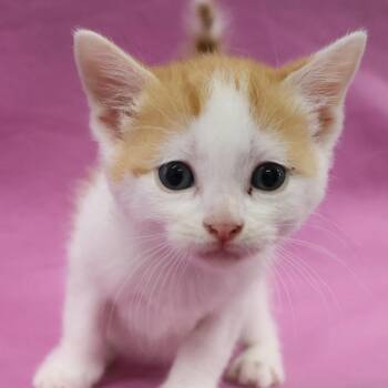 Topaz C12546 -  Domestic Short Hair Cat for Adoption - Topaz C12546 | PetCurious
