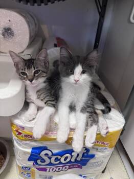 George Porgie Washington -  Domestic Medium Hair and Domestic Long Hair Cat for Adoption in Dallas, Texas - George Porgie Washington | PetCurious