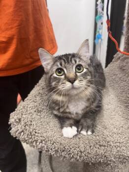 Poppy -  Domestic Medium Hair Cat for Adoption in Scottsdale, Arizona - Poppy | PetCurious