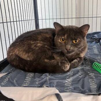 Domestic Short Hair Cats Available for Adoption in East St. Louis, Illinois - Lady Penelope-C | PetCurious