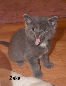 Russian Blue and Domestic Medium Hair Cats Available for Adoption - Zeke | PetCurious