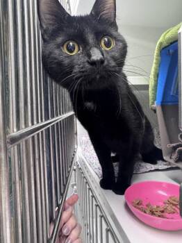 Domestic Short Hair Cats Available for Adoption - Valdez | PetCurious