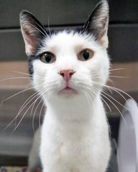 Romeo Montague -  Domestic Short Hair Cat for Adoption in Fishers, Indiana - Romeo Montague | PetCurious