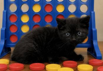 Yukon -  Domestic Short Hair Cat for Adoption in Washington Court House, Ohio - Yukon | PetCurious