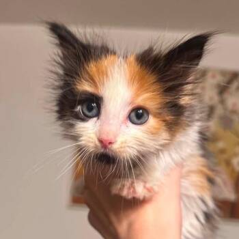 Gretel -  Domestic Long Hair Cat for Adoption in Midland, Texas - Gretel | PetCurious