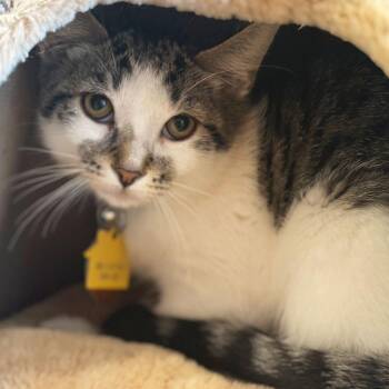 Aglet -  Domestic Short Hair Cat for Adoption in Port Washington, New York - Aglet | PetCurious