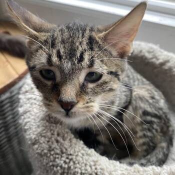 Rescue Domestic Short Hair Cats for Adoption in Buffalo, New York - Gabriel | PetCurious