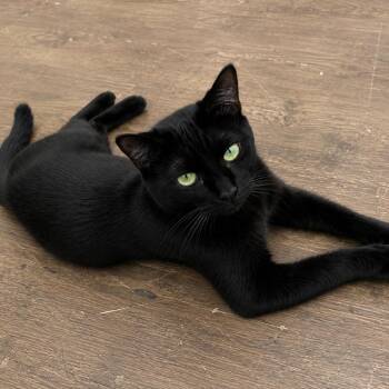 Kevin -  Domestic Short Hair Cat for Adoption in Austin, Texas - Kevin | PetCurious