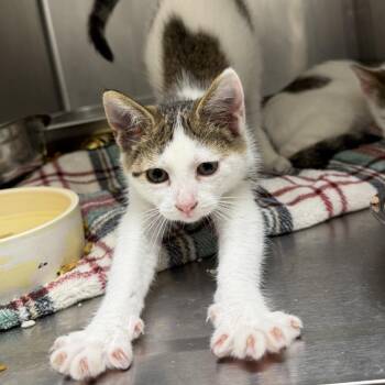 Janice -  Domestic Short Hair Cat for Adoption in Gloucester, Virginia - Janice | PetCurious