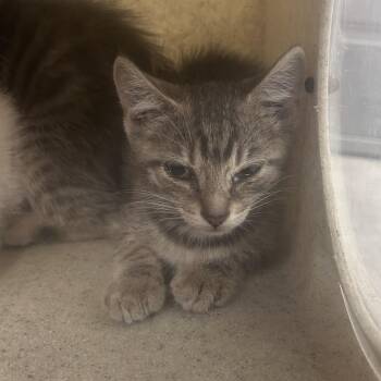 Lowes -  Domestic Short Hair Cat for Adoption in Philadelphia, Pennsylvania - Lowes | PetCurious