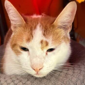 Peanut -  Domestic Short Hair Cat for Adoption in Goleta, California - Peanut | PetCurious