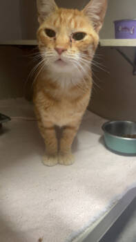 Rescue Domestic Short Hair Cats for Adoption in Columbus, Indiana - Heathcliff | PetCurious