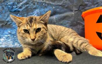 Rescue Domestic Short Hair Cats for Adoption in Huntington, West Virginia - Serena | PetCurious