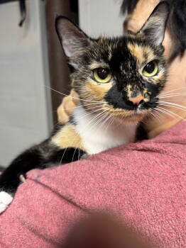 Rescue Domestic Short Hair Cats for Adoption - Fruit Cocktail | PetCurious