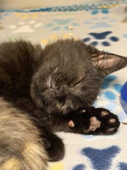 Raven & Sparrow (bonded siblings) -  Domestic Short Hair and American Shorthair Cat for Adoption in Brownsville, Pennsylvania - Raven & Sparrow (bonded Siblings) | PetCurious