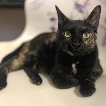 Eloise Leung -  Tortoiseshell and Domestic Short Hair Cat for Adoption in Friendswood, Texas - Eloise Leung | PetCurious