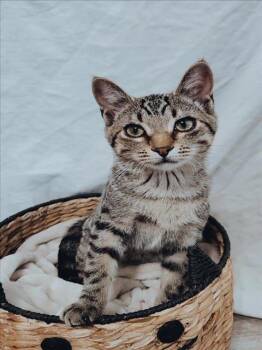 Rescue Domestic Short Hair Cats for Adoption in Hagerstown, Maryland - TALANAH | PetCurious