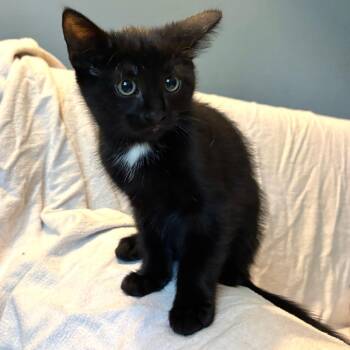 Rescue Domestic Short Hair Cats for Adoption in Buffalo, New York - Frijol | PetCurious