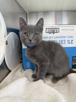 Calvin -  Domestic Short Hair Cat for Adoption in Westland, Michigan - Calvin | PetCurious