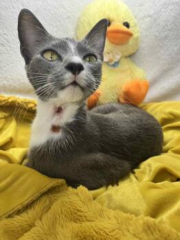 Rescue Domestic Short Hair Cats for Adoption in Tavares, Florida - Grace | PetCurious