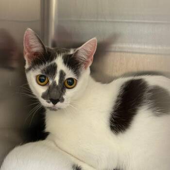 Toya -  Domestic Short Hair Cat for Adoption in Winston-salem, North Carolina - Toya | PetCurious