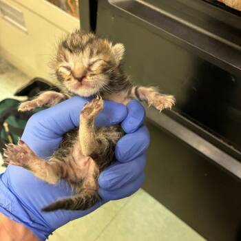 Fergie -  Domestic Short Hair Cat for Adoption in Philadelphia, Pennsylvania - Fergie | PetCurious