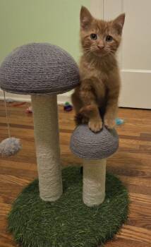 Rescue Domestic Short Hair Cats for Adoption in Grand Rapids, Michigan - Olaf | PetCurious