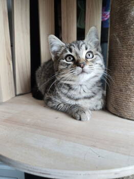 Rescue Domestic Short Hair Cats for Adoption in Trenton, New Jersey - Fossa | PetCurious