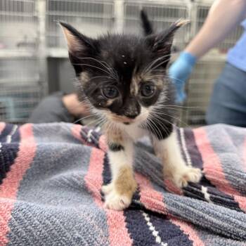 Domestic Short Hair Cats Available for Adoption in Auburn, Alabama - Irina | PetCurious