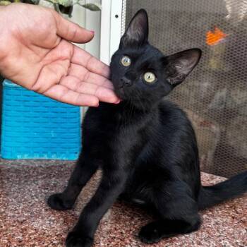 Cocoa -  Domestic Short Hair Cat for Adoption in Brampton, Ontario - Cocoa | PetCurious