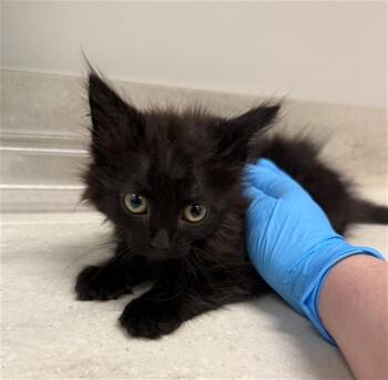 Domestic Long Hair Cats Available for Adoption in Baytown, Texas - KAHLEESI | PetCurious
