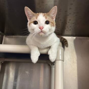 Thumbs CS-287/26 -  Domestic Short Hair and Extra Toes Cat Hemingway Polydactyl Cat for Adoption in Burlington, Ontario - Thumbs CS-287/26 | PetCurious