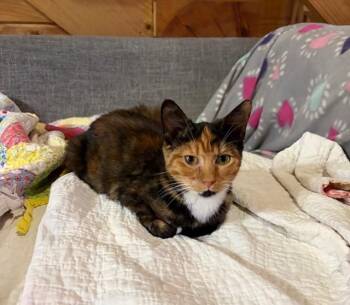 Rescue Domestic Short Hair Cats for Adoption in Nashville, Tennessee - Bobbie Sue | PetCurious
