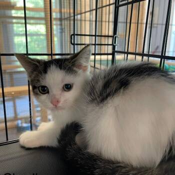 Charlie -  Domestic Short Hair Cat for Adoption in Wappingers Falls, New York - Charlie | PetCurious