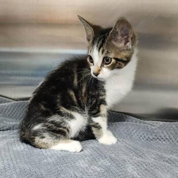 Coke -  Domestic Short Hair Cat for Adoption in Toledo, Ohio - Coke | PetCurious