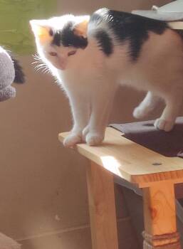 Rescue Domestic Short Hair Cats for Adoption in Spencerville, Ontario - Billie | PetCurious