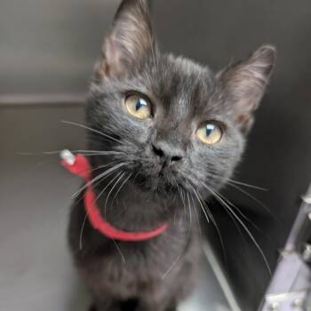 Domestic Short Hair Cats Available for Adoption - Spur | PetCurious