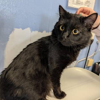 Domestic Medium Hair Cats Available for Adoption - Midnight | PetCurious