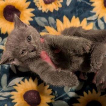 Domestic Short Hair Cats Available for Adoption - Bronte (bonded With Indre) | PetCurious