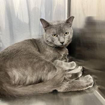Domestic Short Hair Cats Available for Adoption in Buffalo, New York - Zeus | PetCurious
