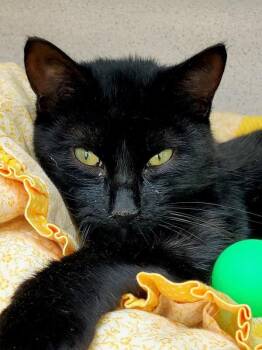 Woodrow -  Domestic Short Hair Cat for Adoption in Montgomery, New Jersey - Woodrow | PetCurious
