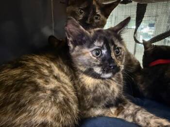 Domestic Short Hair Cats Available for Adoption in Charlotte, North Carolina - A1263608 | PetCurious