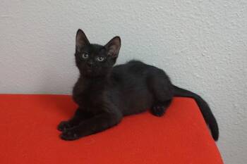 Benny Beanie -  Domestic Short Hair Cat for Adoption in Fountain Hills, Arizona - Benny Beanie | PetCurious