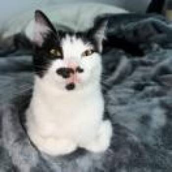 Domestic Short Hair Cats Available for Adoption in Grant-Valkaria, Florida - Astrid | PetCurious