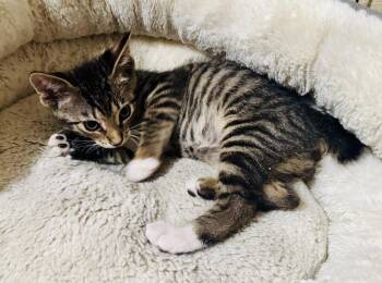 Devon -  Tabby and American Bobtail Cat for Adoption in Pensacola, Florida - Devon | PetCurious