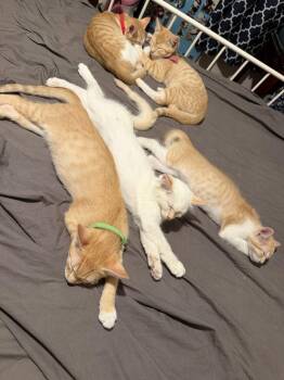 Chandler ( EE) -  Tabby Cat for Adoption in Vacaville, California - Chandler ( EE) | PetCurious