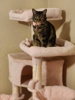 Tabby Cats Available for Adoption - Luna | PetCurious