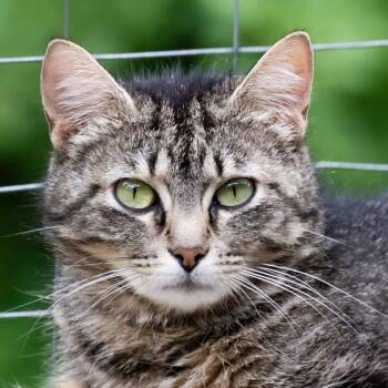 Rosie -  Domestic Short Hair Cat for Adoption in Victor, New York - Rosie | PetCurious