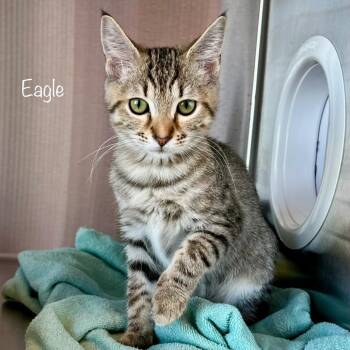 Eagle -  Domestic Short Hair Cat for Adoption in Knoxville, Tennessee - Eagle | PetCurious